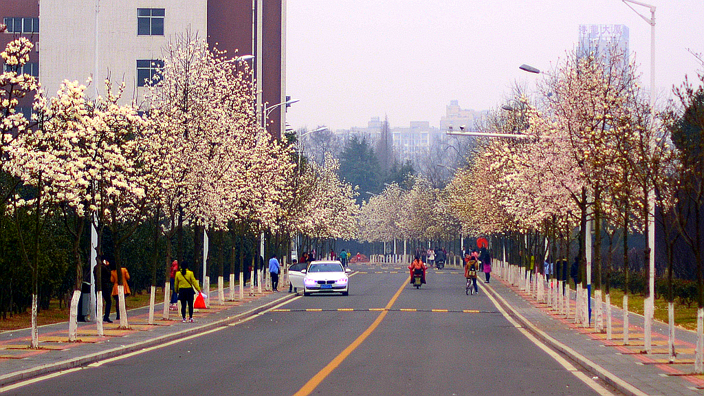 皖西学院玉兰大道 (20).jpg