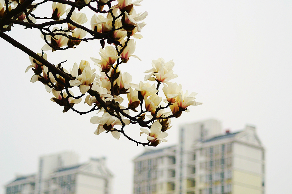 皖西学院玉兰大道 (19).jpg