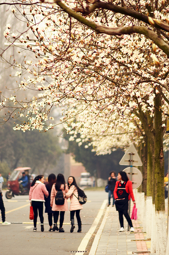 皖西学院玉兰大道 (13).jpg