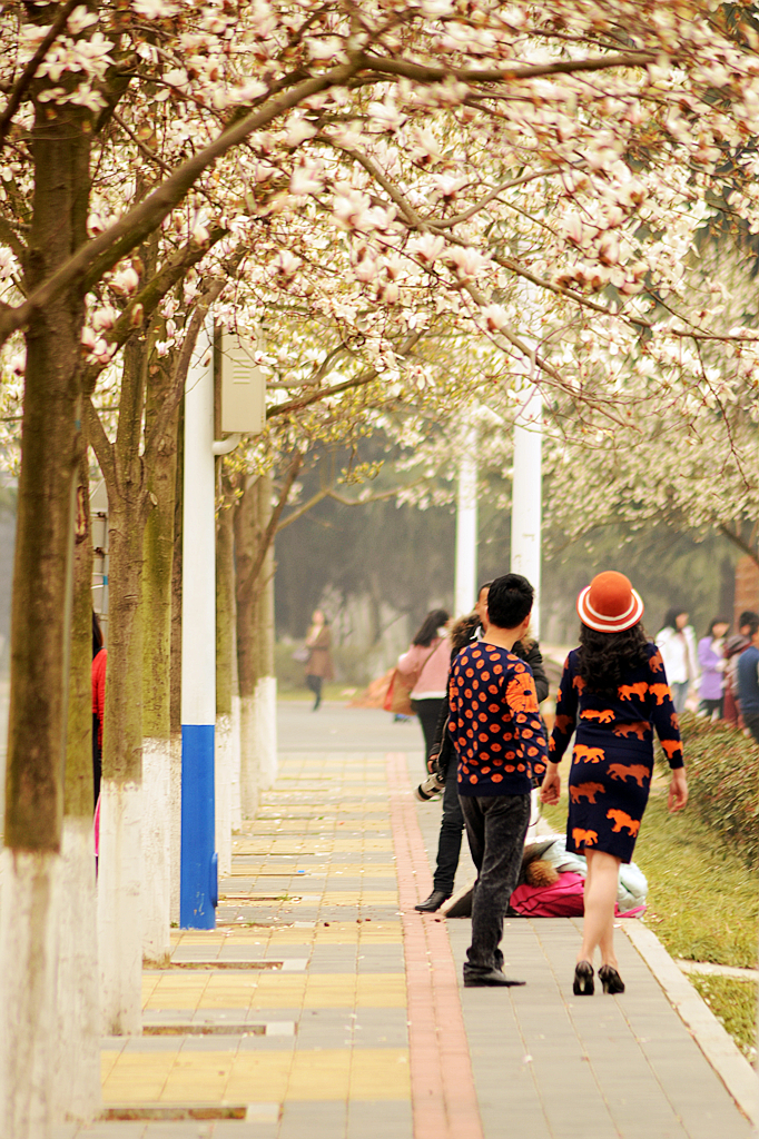 皖西学院玉兰大道 (12).jpg