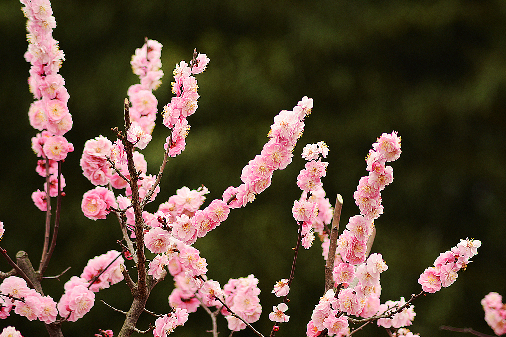 皖西学院玉兰大道 (10).jpg