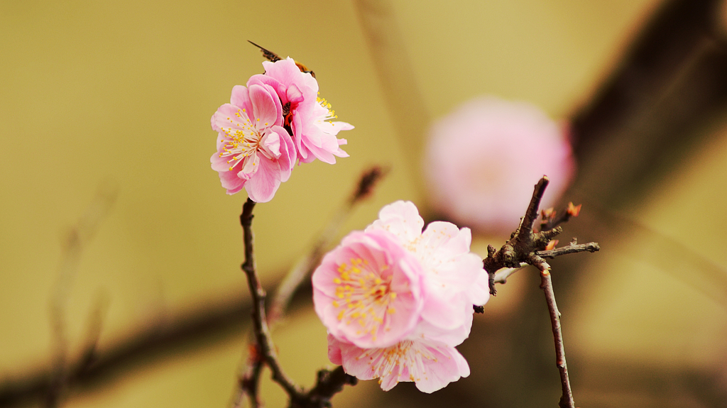 皖西学院玉兰大道 (9).jpg