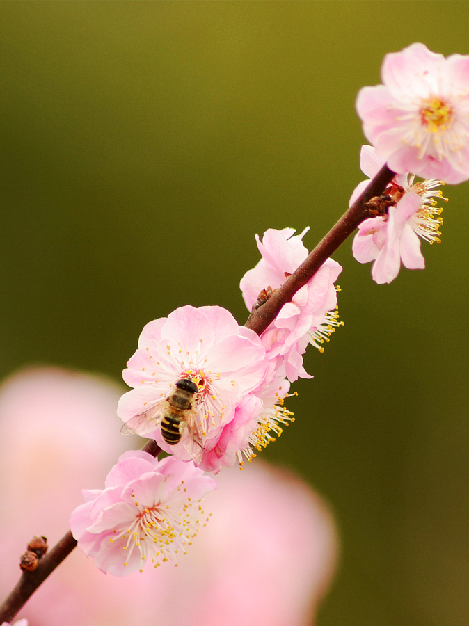皖西学院玉兰大道 (8).jpg
