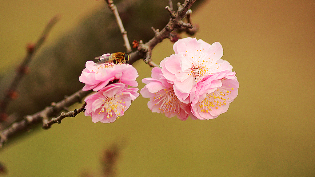 皖西学院玉兰大道 (7).jpg