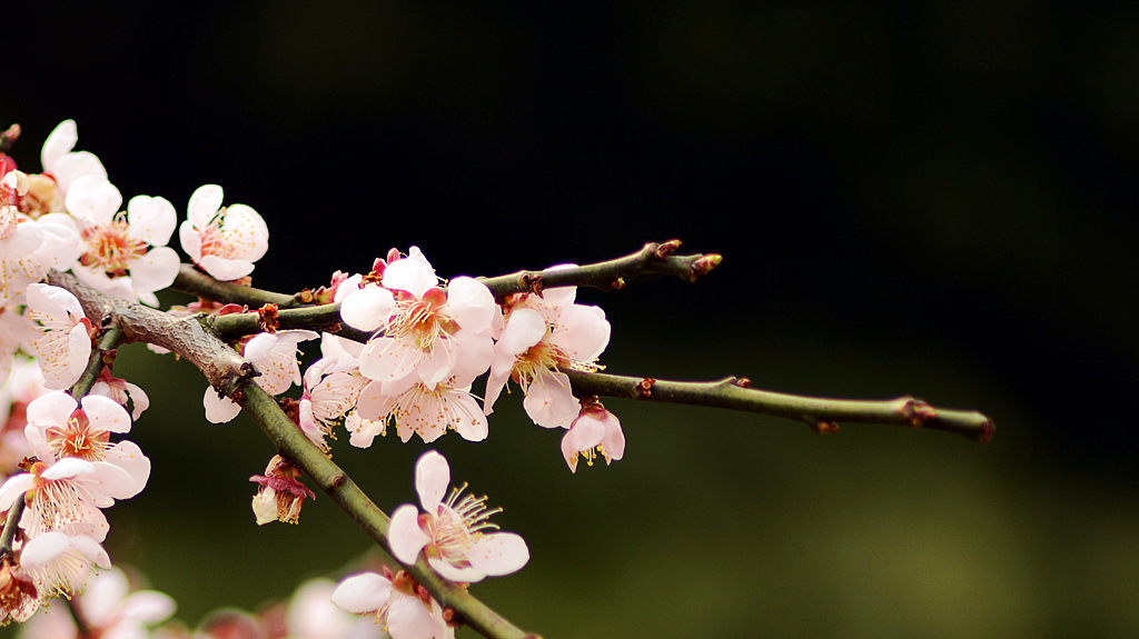 皖西学院玉兰大道 (6).jpg