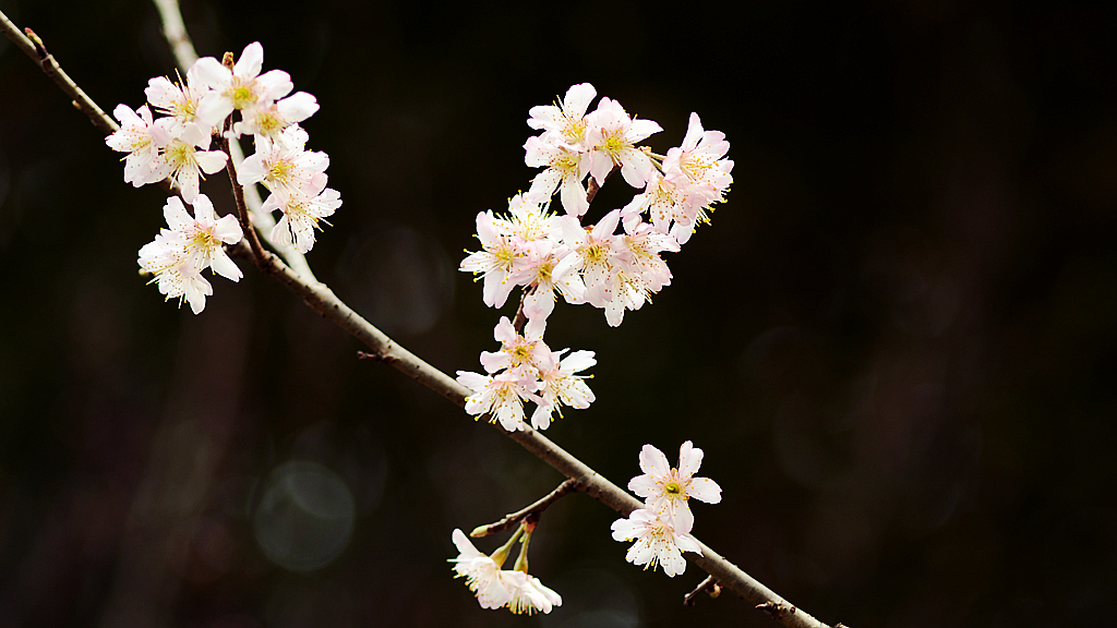 皖西学院玉兰大道 (5).jpg