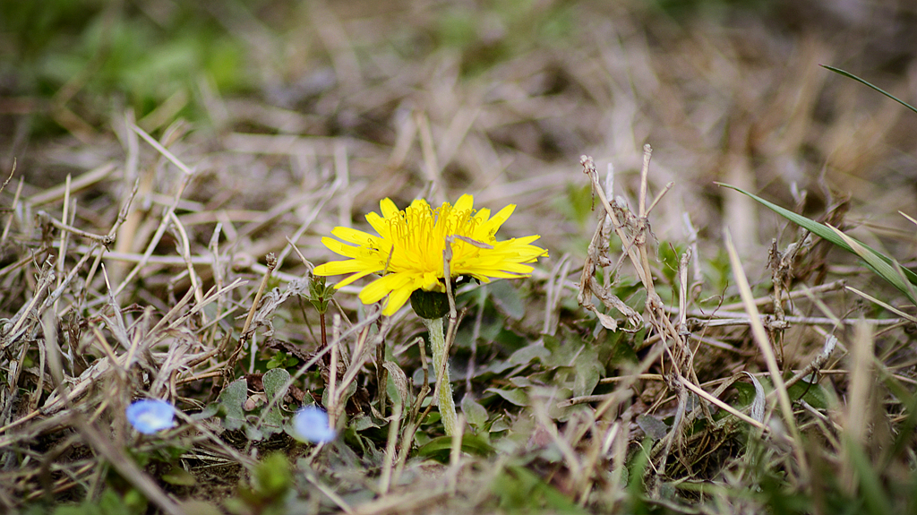 皖西学院玉兰大道 (4).jpg