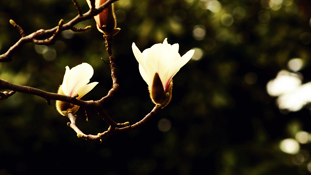 皖西学院玉兰大道 (3).jpg