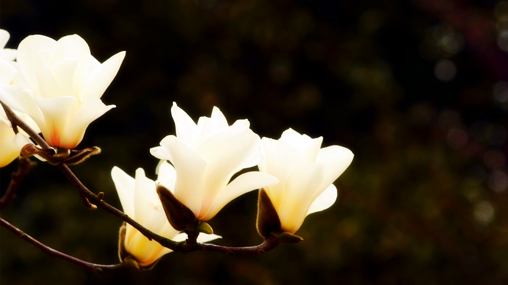 皖西学院玉兰大道 (2).jpg