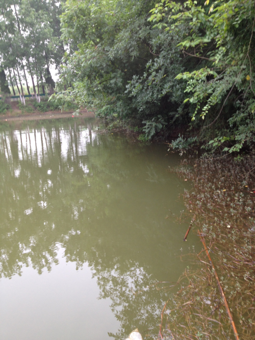 岸边窝点上鱼不断