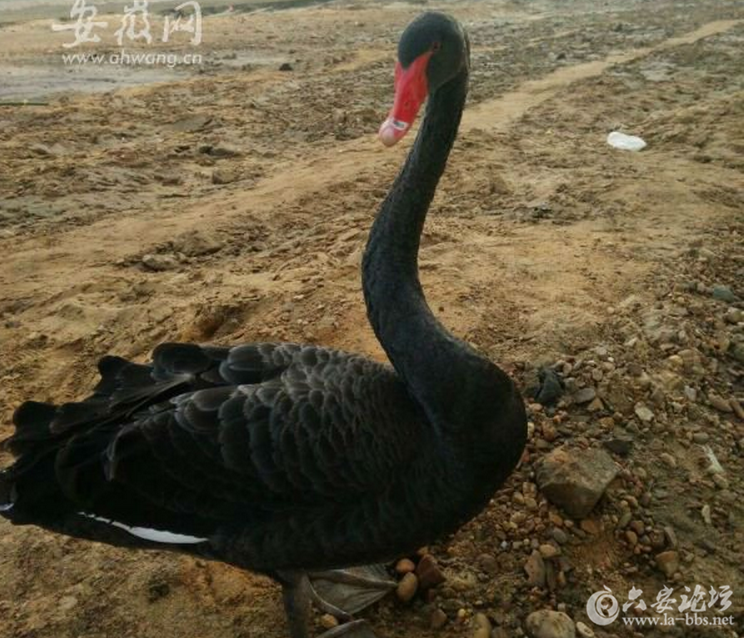 QQ截图20160717084148.png QQ截图20160717084148.png