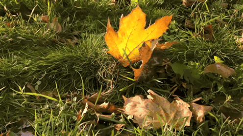 1.gif
