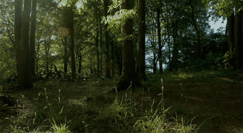 2.gif