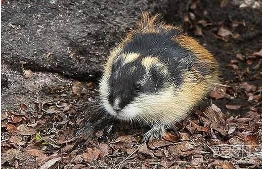 QQ截图20170415085721.png QQ截图20170415085721.png