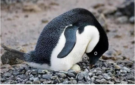 QQ截图20170419085453.png QQ截图20170419085453.png