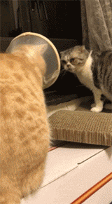 1c6d0002c529069d621c.gif 1c6d0002c529069d621c.gif