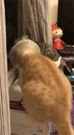 1c6e0002b907d80ad7b2.gif 1c6e0002b907d80ad7b2.gif