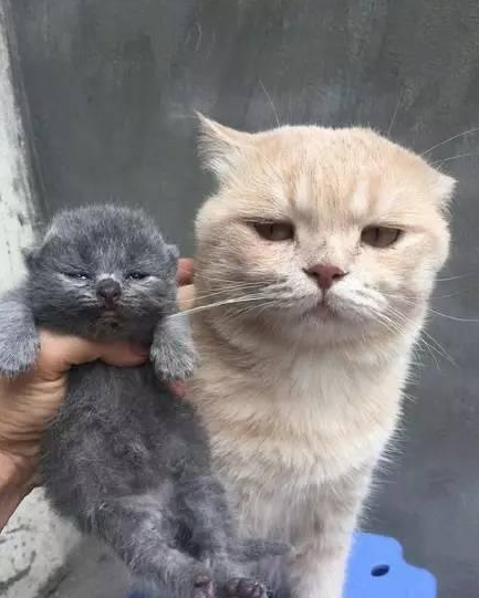 QQ截图20170425090832.png QQ截图20170425090832.png