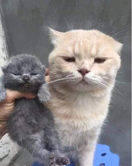 QQ截图20170425090840.png QQ截图20170425090840.png