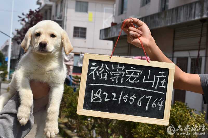 DSC_0168 - 副本.JPG