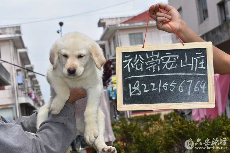 DSC_0161 - 副本.JPG