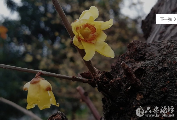 QQ截图20180103085829.png