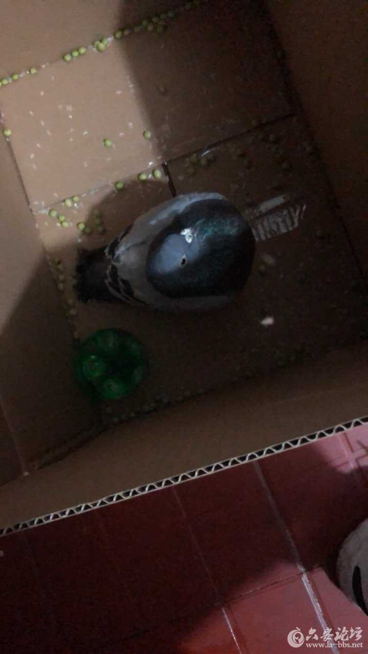 201801302403451517280402968106.jpg