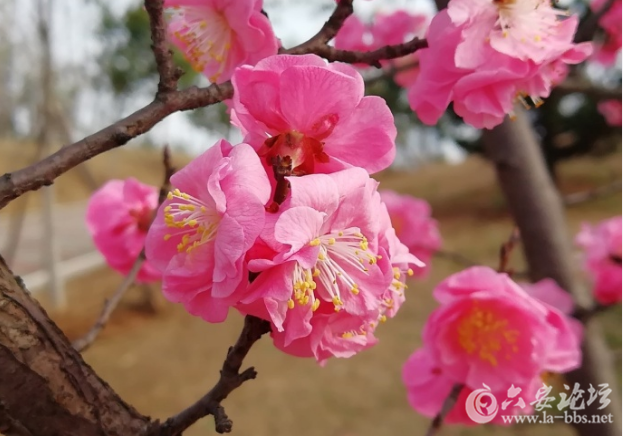 QQ截图20180306112616.png