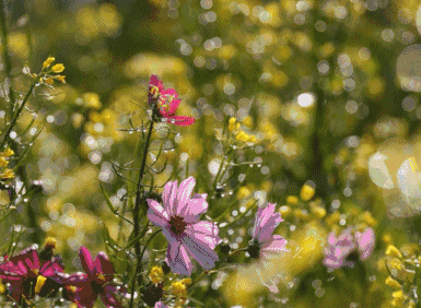 2.gif