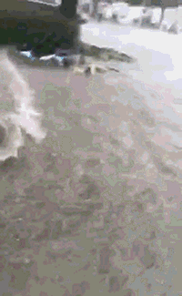 5.gif
