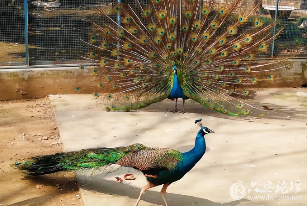 QQ截图20180320112416.png