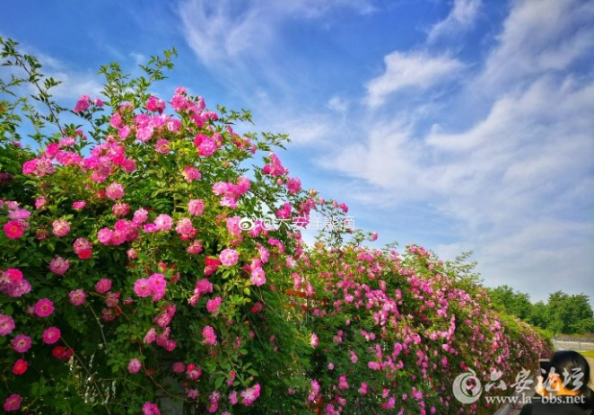 QQ截图20180420085129.png
