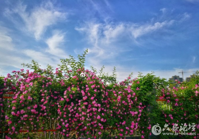QQ截图20180420085053.png