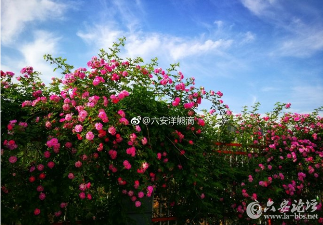 QQ截图20180420085110.png