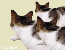 20181129095100839.gif 20181129095100839.gif