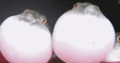20190106013449750.gif 20190106013449750.gif