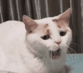 20190124075948979.gif 20190124075948979.gif