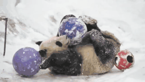 20190212055604990.gif