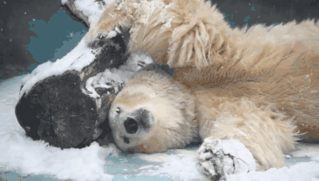 20190212055603491.gif