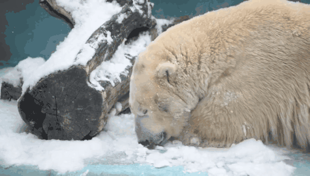 20190212055603907.gif
