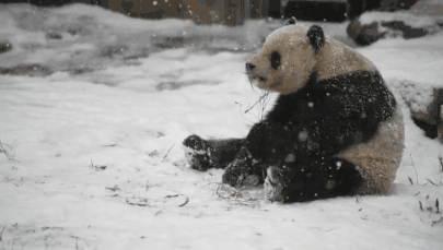 20190212055606660.gif