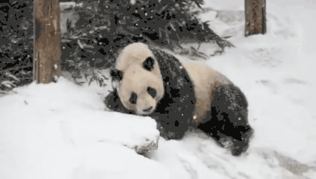 20190212055604818.gif