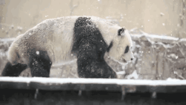 20190212055605993.gif