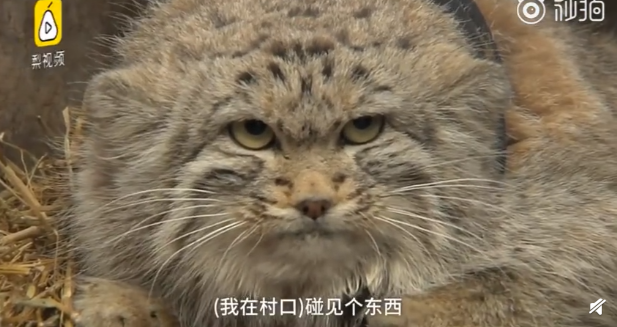 QQ截图20190317084420.png