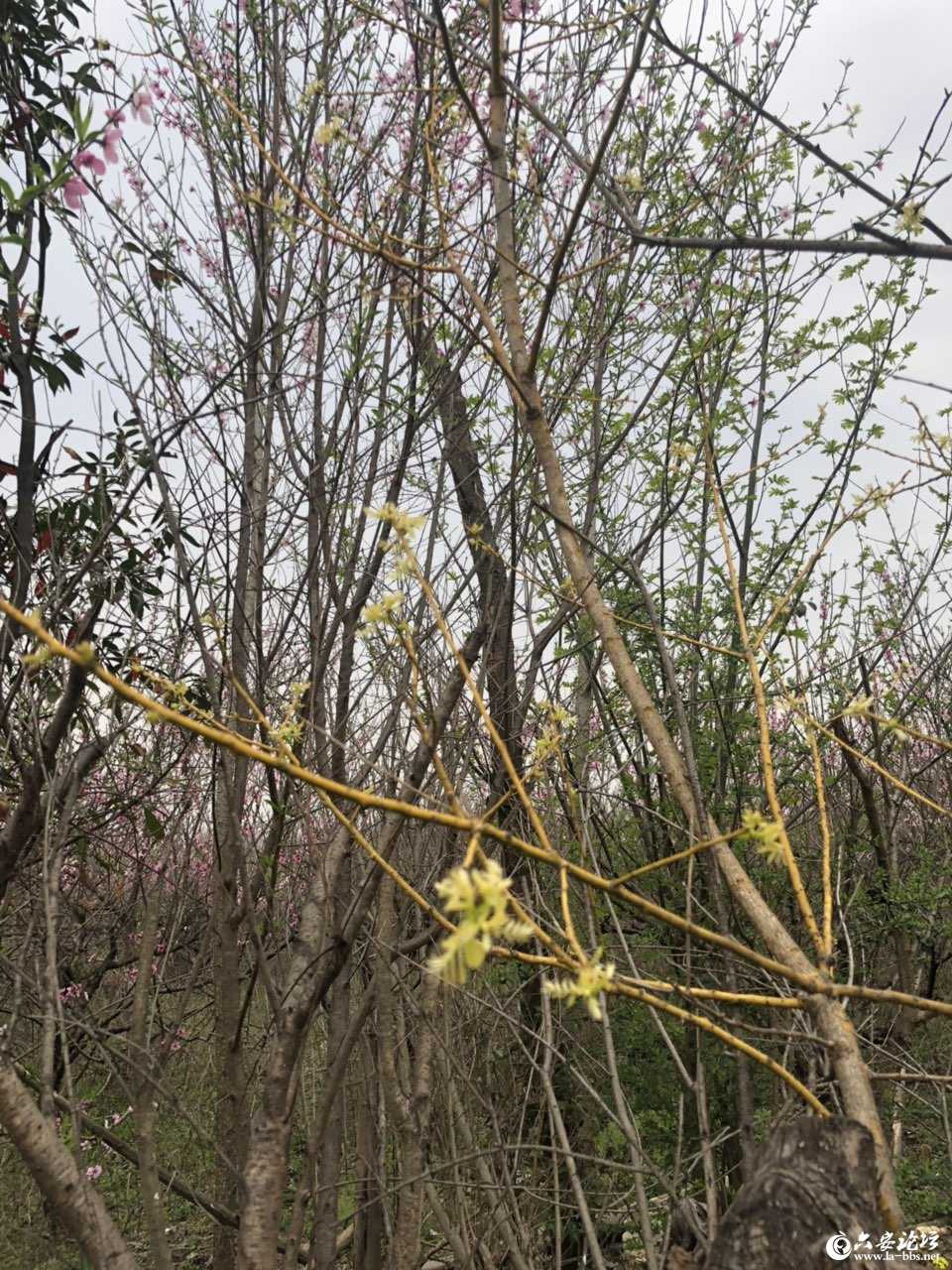 201903312613311553964032762235.jpg