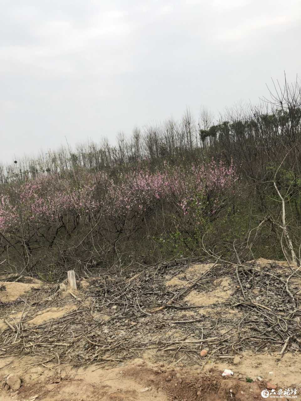 201903312613311553964032819181.jpg