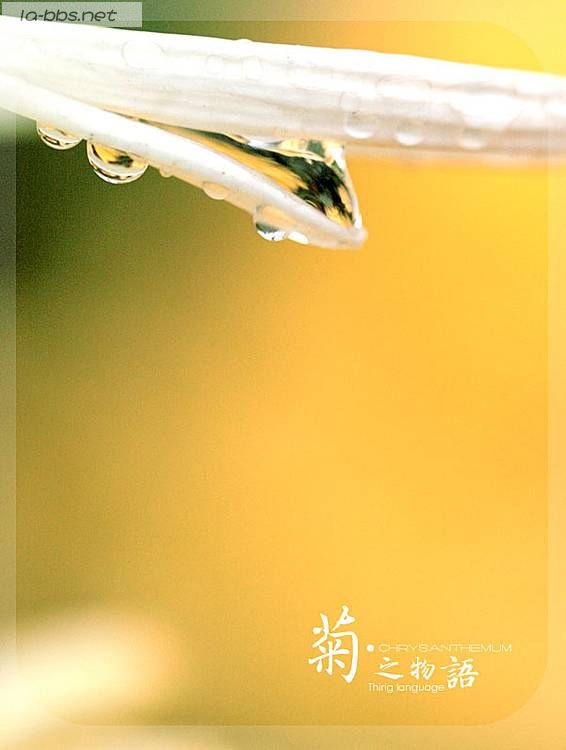 [贴图]菊之物语