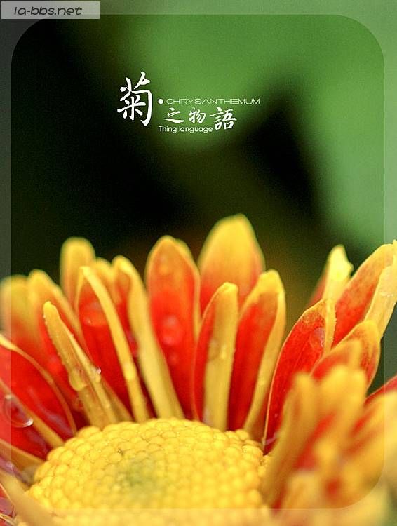 [贴图]菊之物语