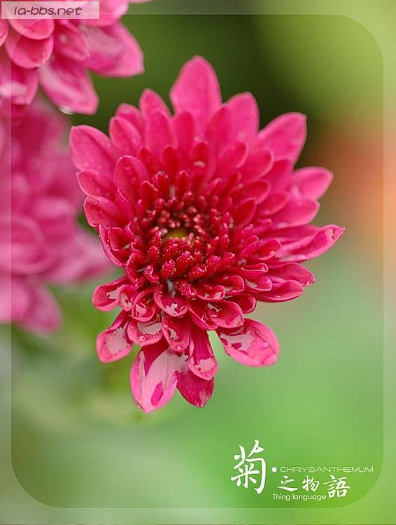 [贴图]菊之物语