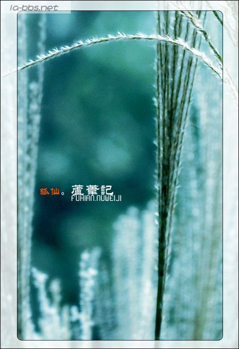 [贴图]狐仙。芦苇记